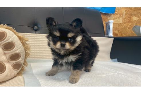 商談中の兵庫県のポメチワ:ポメラニアン×チワワ-391732の7枚目